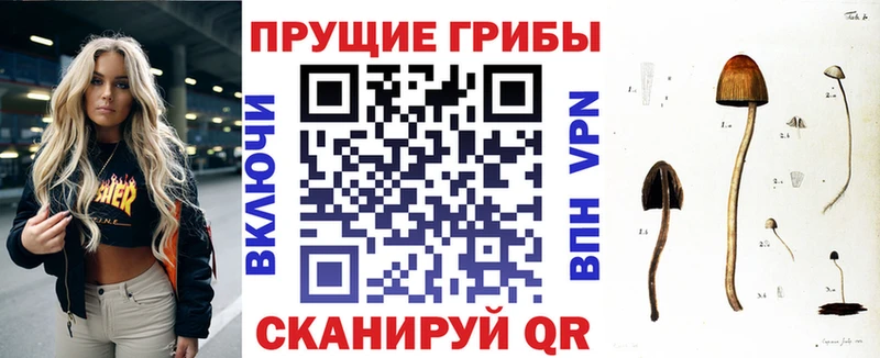 Купить где  Арзамас  Псилоцибиновые грибы GOLDEN TEACHER 